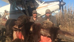 2018 Grizzly Bear Hunts - BB3